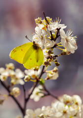 Motyl Latolistek Cytrynek na kwiatach wiśni.  © mycatherina
