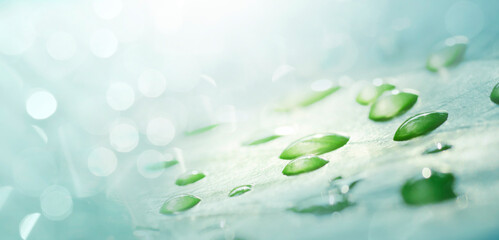 water drops on a green leaf. Macro image of nature in a rainforest, moisture, ecosystem, and...