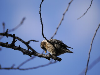 蟲をくわえるコゲラ