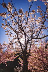 青空に映える河津桜
