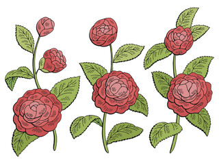 Camellia flower graphic color isolated sketch set illustration vector