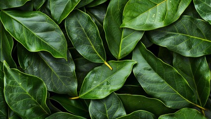 Fototapeta premium Fresh Bay Leaves in a Close-Up View, Arranged in Overlapping Layers