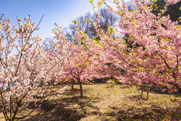 Fototapeta premium 河津桜のある風景 