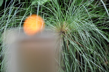 close up of a cactus