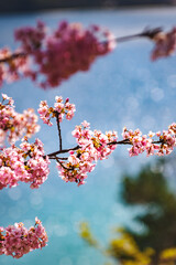 青空に映える河津桜