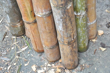 Bamboo harvested in the correct moon and drying