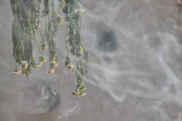 water drops on a branch