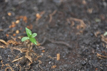 plant