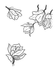 black and white vector magnolia flowers, illustration
