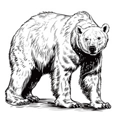 a drawing of a bear that is black and white
