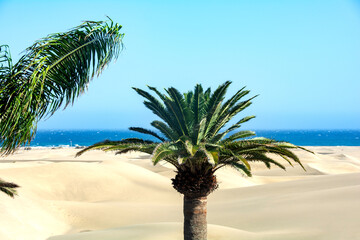 Palm tree on the sand dunes of Maspalomas with a view of the sea on Gran Canaria in Spain - obrazy, fototapety, plakaty