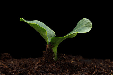 Seedlings are growing from the fertile soil. Sprouts germination, selective focus blurred green...