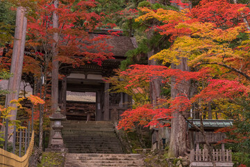 日本　滋賀県犬上郡甲良町にある西明寺の二天門と参道沿いの紅葉 - obrazy, fototapety, plakaty