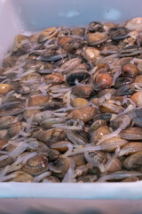 Fresh clams (Amarilladesma mactroides) in fish market for sale. Freshly unloaded from fishing boats and for sale in a market in a Spanish coastal city. Huelva, Spain.