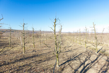 Pruned apple orchard in early spring