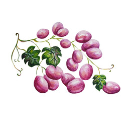 The illustration - grape isolated in watercolor style.
