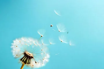  Banner Dandelion on light blue background copy space. Minimalism spring background. Dandelion seeds flying in the blue sky. Useful for spring themes or serenity, joy, freshness concepts © MISHAL