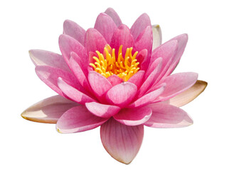 Pink water lily isolated on white background