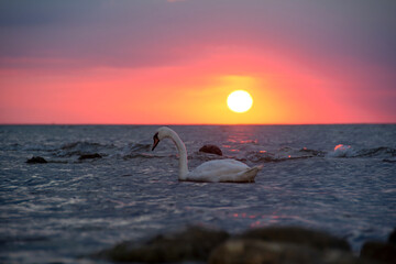 A swan swims in the open sea at sunset - obrazy, fototapety, plakaty