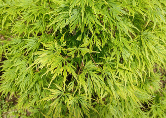 Green Acer palmatum leaves. Japanese maple