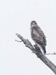 Common buzzard perched on a branch looking ahead