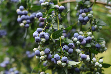 Bush with ripe blueberries. Berries.