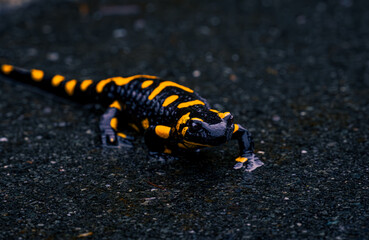 Obraz na płótnie Canvas Urban Wilderness: Black and Yellow Fire Salamander Crossing the Road