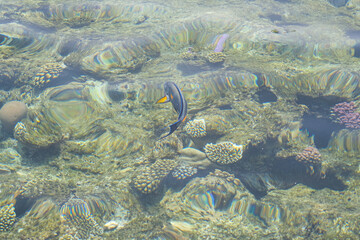Fototapeta na wymiar Coral reef and sunlight underwater seascape, photo