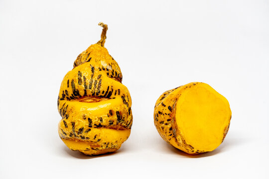 Ripe, Organge Tuber or Bulb of Mashua, Anu, Ysano, Cubio or Tropaeolum tuberosum
