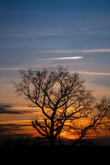 Solitary Witness: Tree Silhouetted Against the Setting Sun
