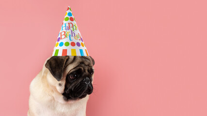 Funny Pug dog wearing happy birthday hat on pink background.