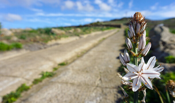 Asphodelus cerasiferus or Branched asphodel is a perennial herb in the Asparagales order in bloom in Teno Alto, Tenerife,Canary Islands,Spain.Selective focus.