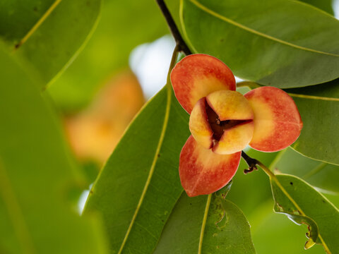 Red lamduan flower on blurred background. lamduan flowers, Flowers in Sisaket Province, Thailand.
