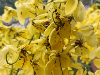Cassia fistula, also known as golden shower, purging cassia, Indian laburnum, Kani Konna, Konna Poo or pudding-pipe tree, is a flowering plant in the family Fabaceae. 
 - obrazy, fototapety, plakaty