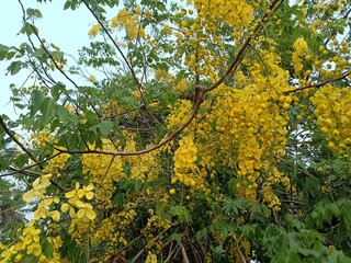 Cassia fistula, also known as golden shower, purging cassia, Indian laburnum, Kani Konna, Konna Poo or pudding-pipe tree, is a flowering plant in the family Fabaceae. 
