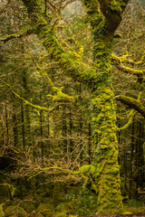green moss on tree branches