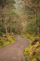 rocky path in green mossy forest