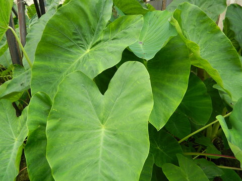 Close-up photo of green taro leaves or Colocasia esculenta L.) growing in tropical forests. Original photo without editing.