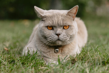 Naklejka na ściany i meble Scottish cat close up in backyard garden. Gray cat outdoor look at camera