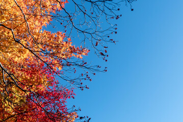 秋晴れの青空に美しい紅葉が光輝く　滋賀県大津市皇子が丘公園