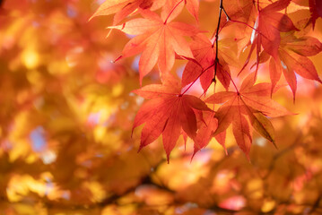 秋晴れの青空に美しい紅葉が光輝く　滋賀県大津市皇子が丘公園