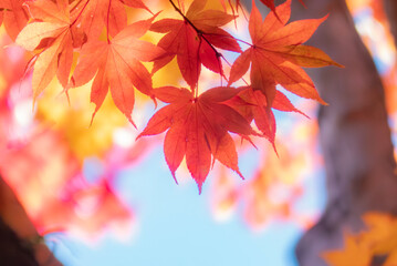 秋晴れの青空に美しい紅葉が光輝く　滋賀県大津市皇子が丘公園