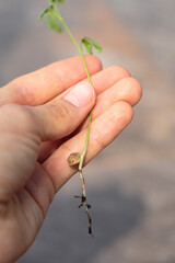 lenteja germinada en mano de campesino