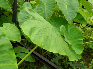 Close-up photo of green taro leaves or Colocasia esculenta L.) growing in tropical forests. Original photo without editing.