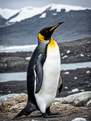 King Penguin (Aptenodytes patagonicus). contrast of its sleek black and white plumage, and the regal posture as it stands amidst the Antarctic landscape. Generative Ai.