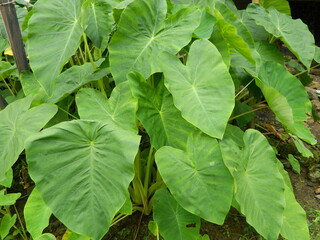 Close-up photo of green taro leaves or Colocasia esculenta L.) growing in tropical forests. Original photo without editing.
