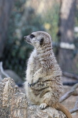 常盤公園　猿　動物園