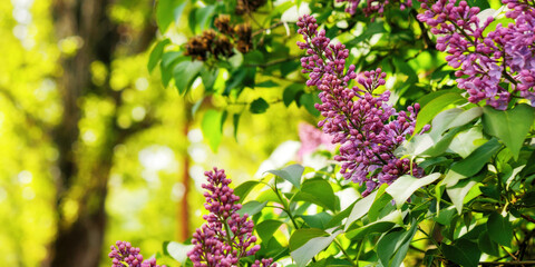 purple blossom of lilac in spring on a sunny day. floral nature background