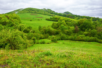 carpathian countryside landscape in spring. mountainous area of ukraine with forested hill and green meadows on a rainy day