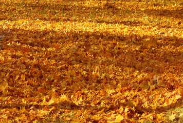 Autumn texture of fallen yellow maple leaves.